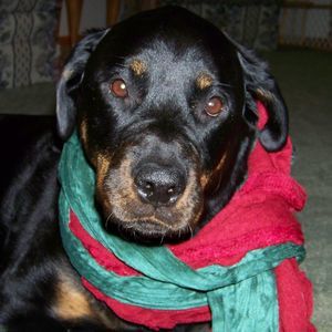 Meet your Posher, Piper